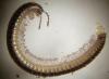 Leptoiulus sp.